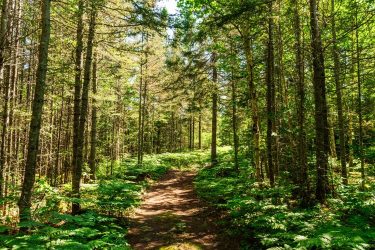 Zárt erdő a tájban