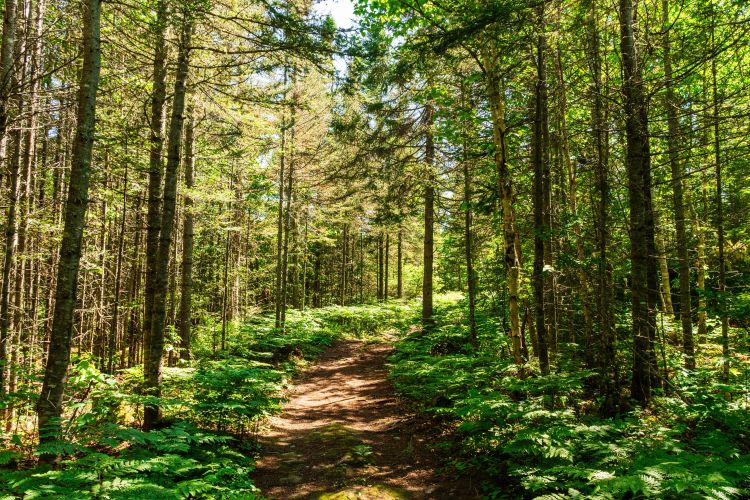 Zárt erdő a tájban