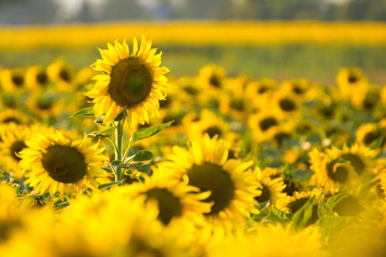 Virágzó napraforgótábla nyáron