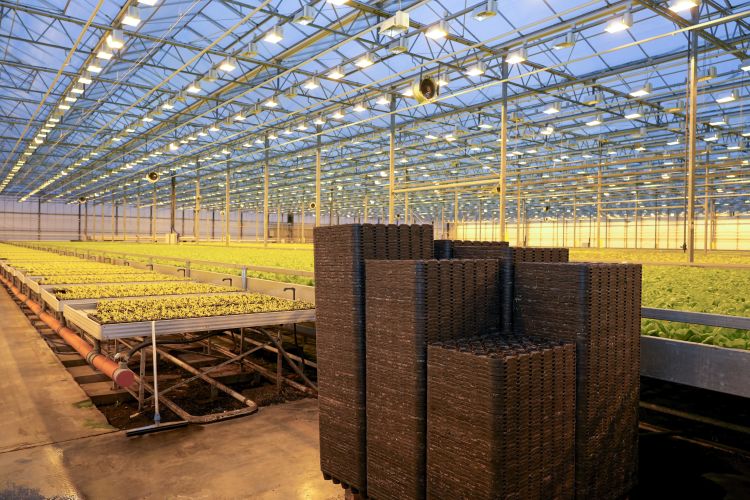 LED-világítás az üvegházban