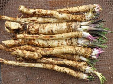 Frissen szedett magyar tormagyökerek