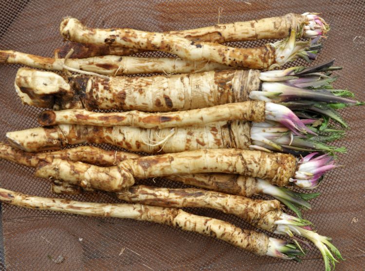 Frissen szedett magyar tormagyökerek