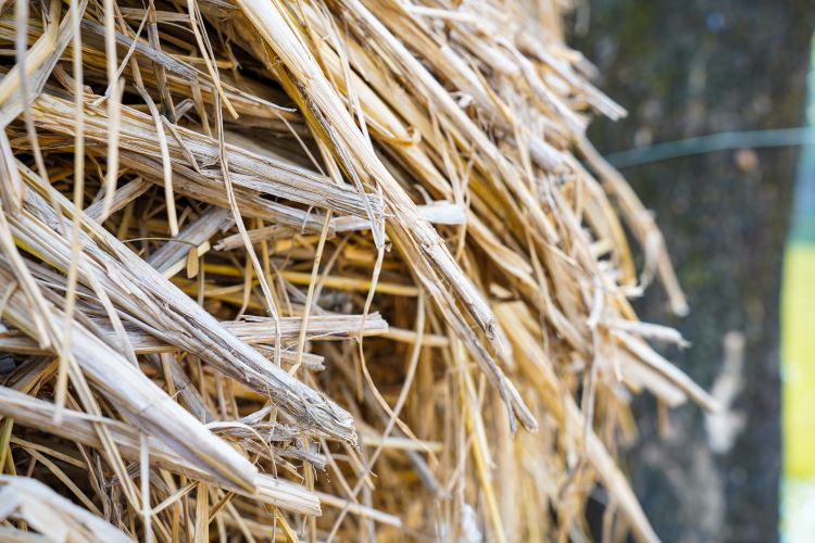 Szénabála közelről a kertben