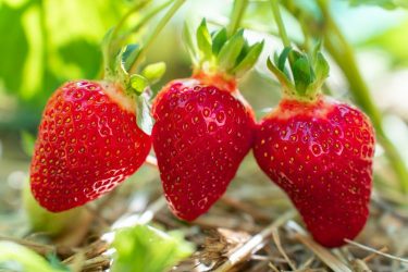 Érik a szamóca fólia alatt