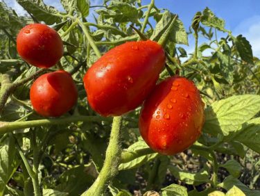 Dráguló paradicsom Európában