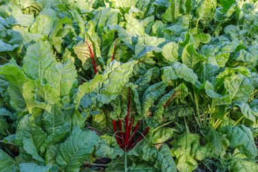 Céklatábla erős lombfejlődéssel