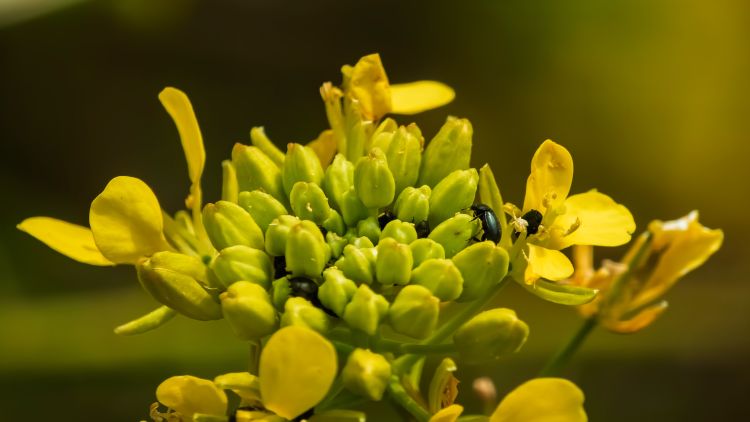repce-fénybogár virágzó repcén