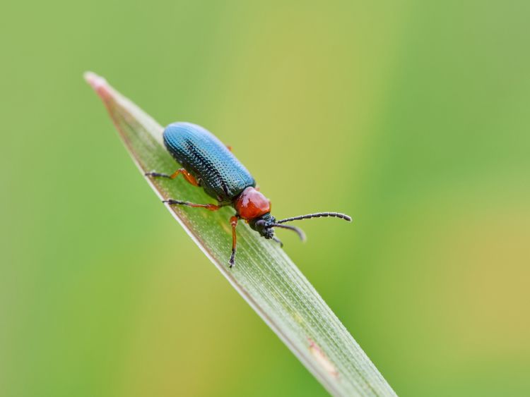 Vetésfehérítő bogár kalászos levélen