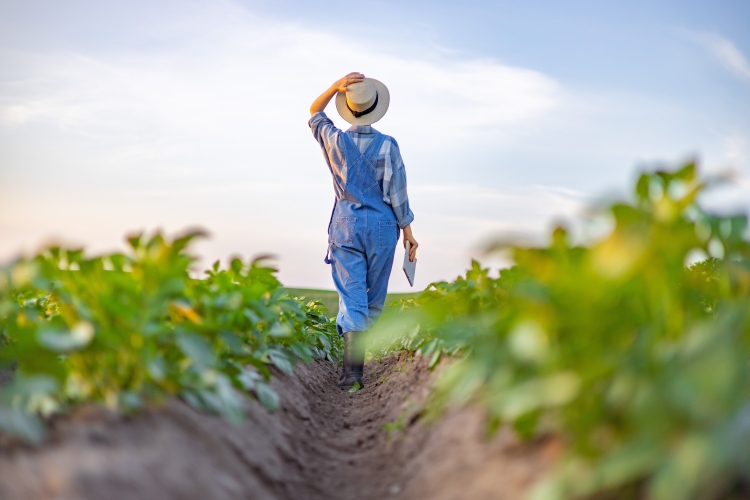 Ingyen krumpli? A gazdákon ragadt a termés