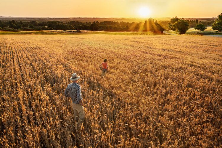 Gazdák aranyló gabonatáblában