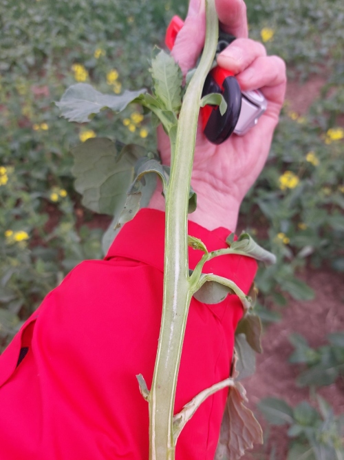 őszi káposztarepce szárának fenológiai vizsgálata