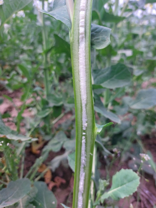 őszi káposztarepce szárának fenológiai vizsgálata