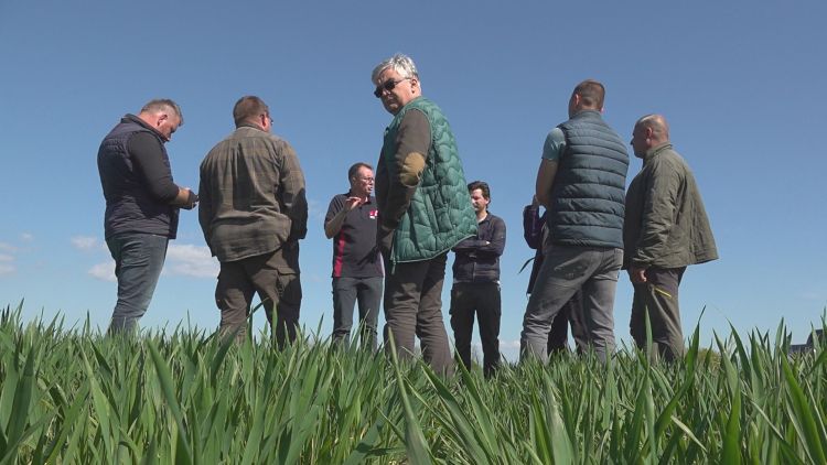 Így becsülhető a termés már most az őszi búzában
