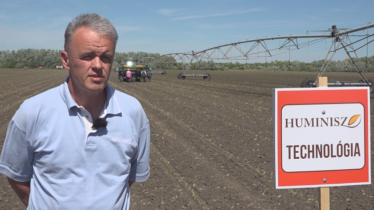 Roszik Attila, a Moroko-Farm Kft. ügyvezetője a szarvasi paradicsomtáblában