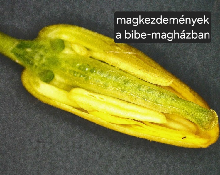 virágzó őszi káposzta repce fenológia figyelés