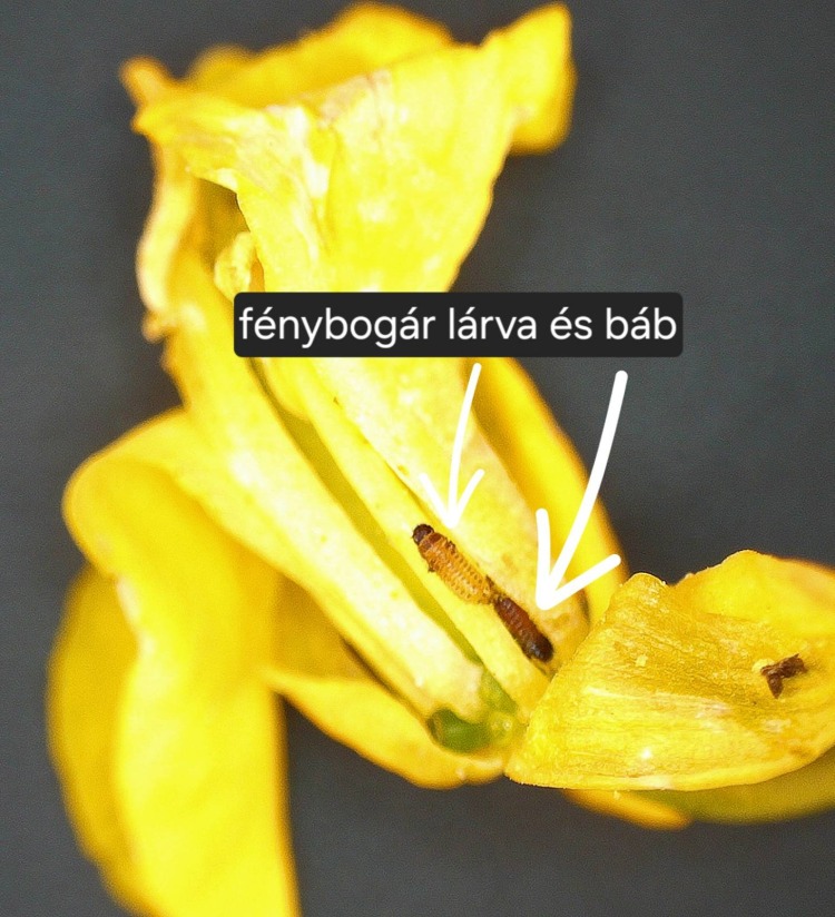 virágzó őszi káposzta repce fenológia figyelés