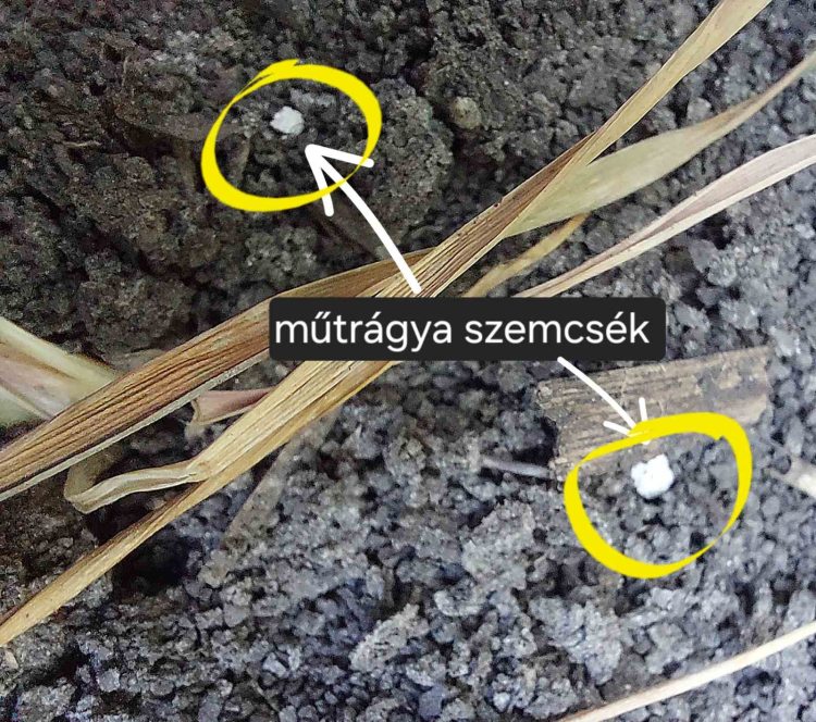 fenológia figyelés őszi búzában tavasszal