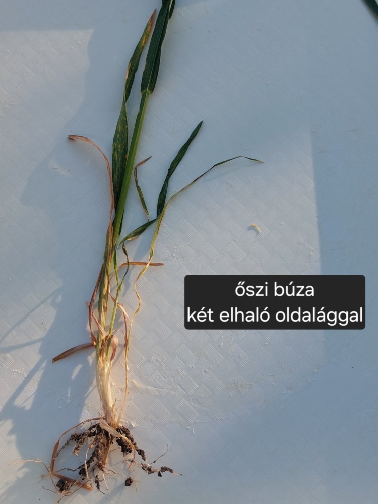 fenológia figyelés őszi búzában tavasszal
