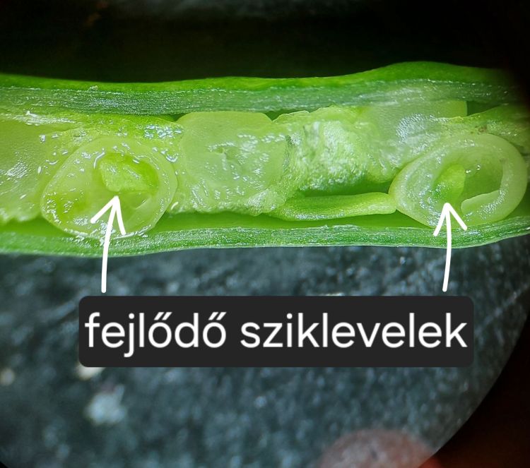 őszi búza kalászkák mikroszkópos vizsgálata