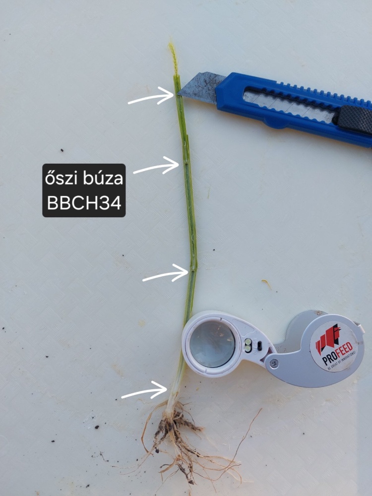 fenológia figyelés őszi búzában tavasszal