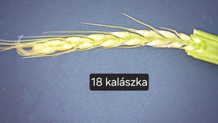 fenológia figyelés őszi búzában tavasszal