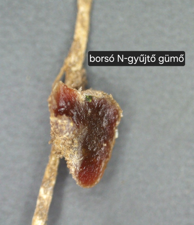 Őszi borsó fenológia figyelés