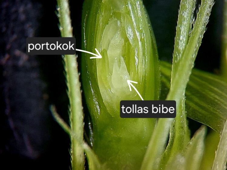 őszi búza fenológiai vizsgálata