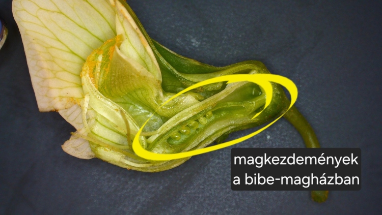 Őszi borsó fenológia figyelés
