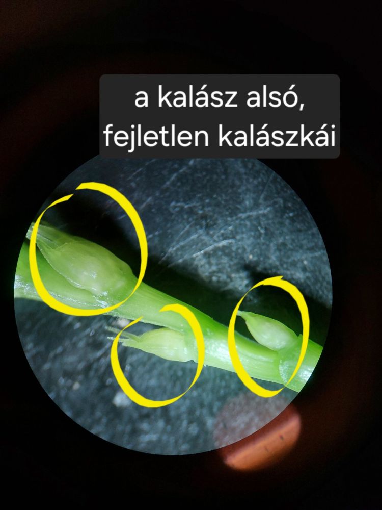 őszi búzsa fenológiai vizsgálata tavasszal