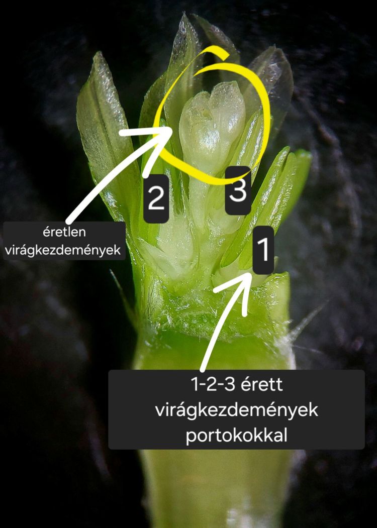őszi búza fenológiai vizsgálata