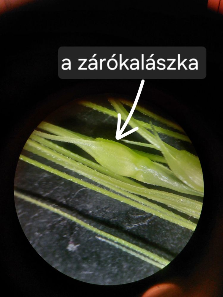 őszi búzsa fenológiai vizsgálata tavasszal