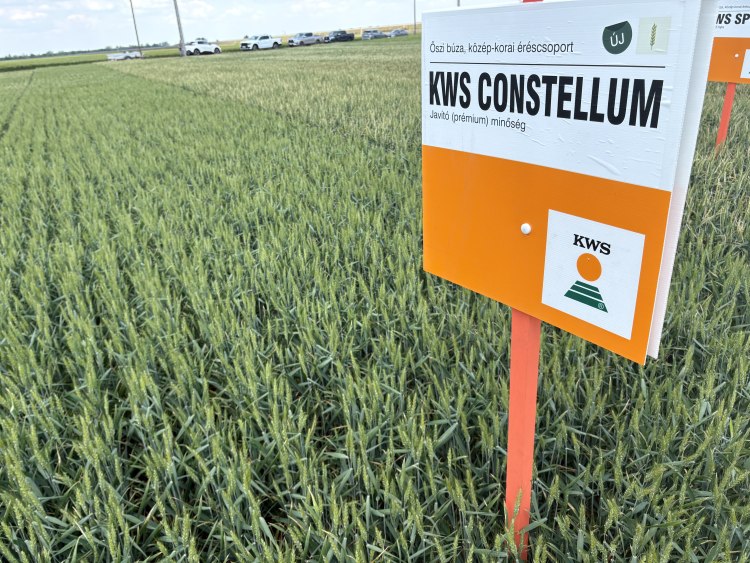 KWS CONSTELLUM javító minőségű búza a Betamag csabacsűdi szakmai rendezvényén Fotó: Kristóf Imre/Horizont Média
