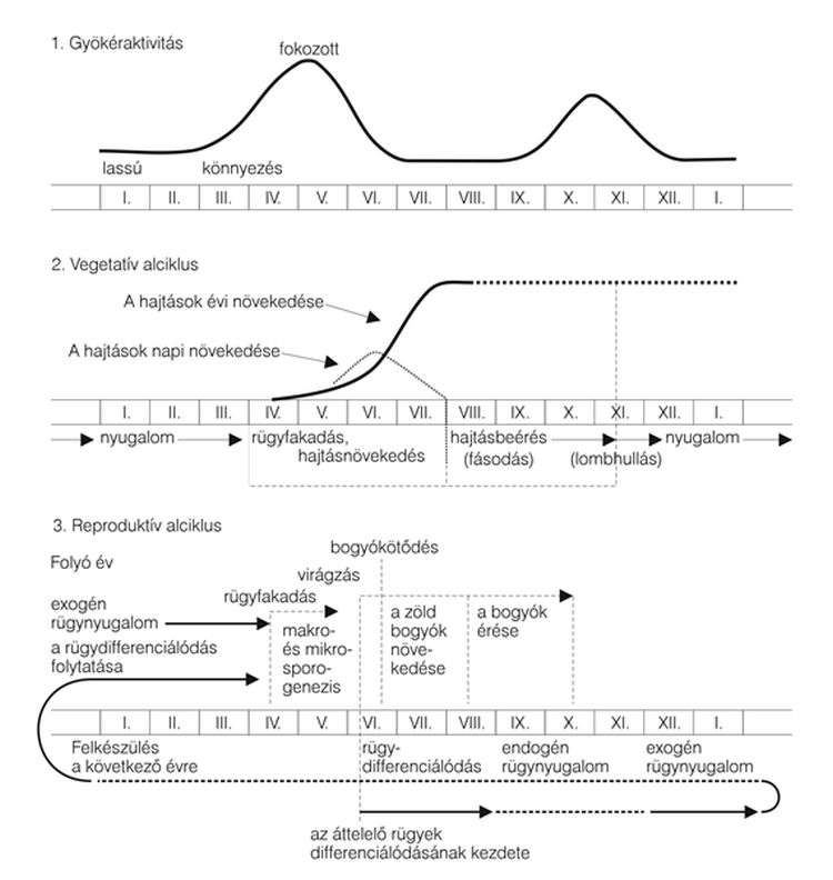 szőlő fejlődésének legfontosabb szakaszai