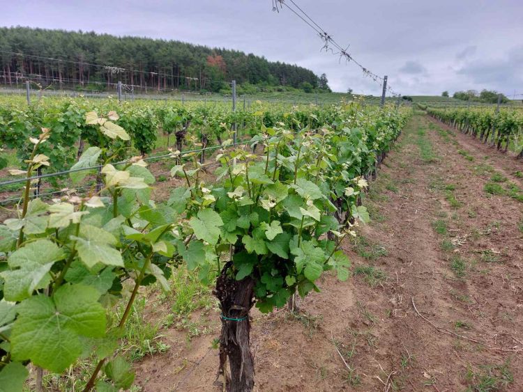 Fenológia Figyelő Napok, 2026.05.18. Verpelét