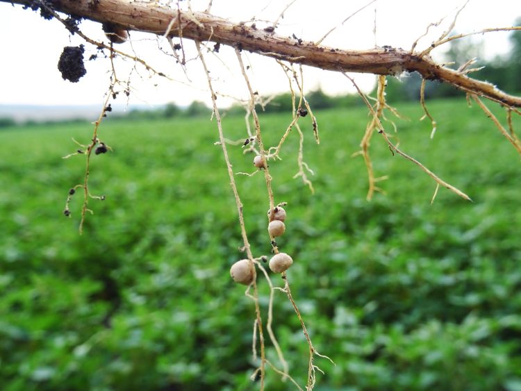 A pillangósvirágúak agronómiai jelentősége