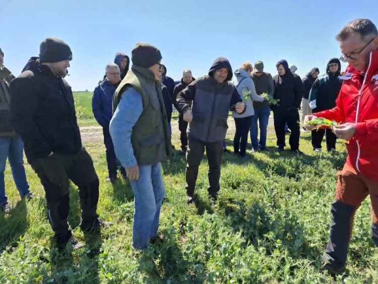 Őszi búza terepi vizsgálata