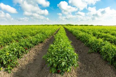 Fűszerpaprika termesztés szántóföldön