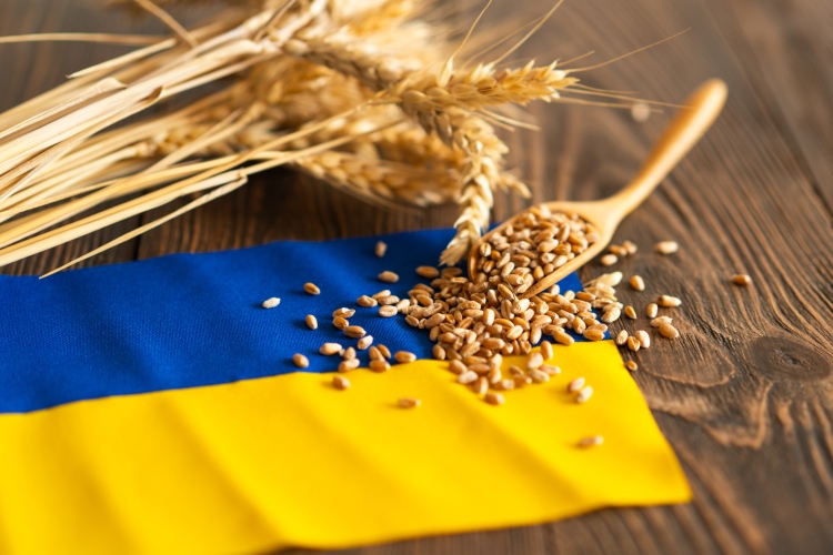 Ukrán gabona a piacon