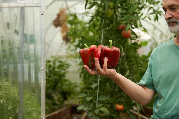 Paprika mentheti a paradicsomosokat?