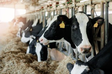 Holstein tehenek az istállóban