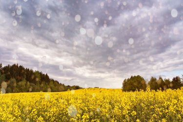 A mezőgazdaság most az esőt várja, de a záporok nem mindenhol hoznak valódi fordulatot a földeken.