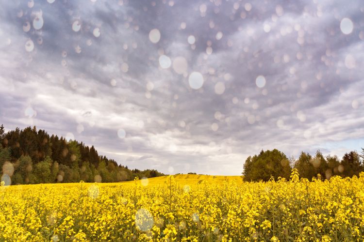 A mezőgazdaság most az esőt várja, de a záporok nem mindenhol hoznak valódi fordulatot a földeken.