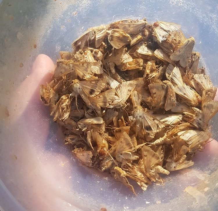 Gyapottok-bagolylepke varsacsapdában