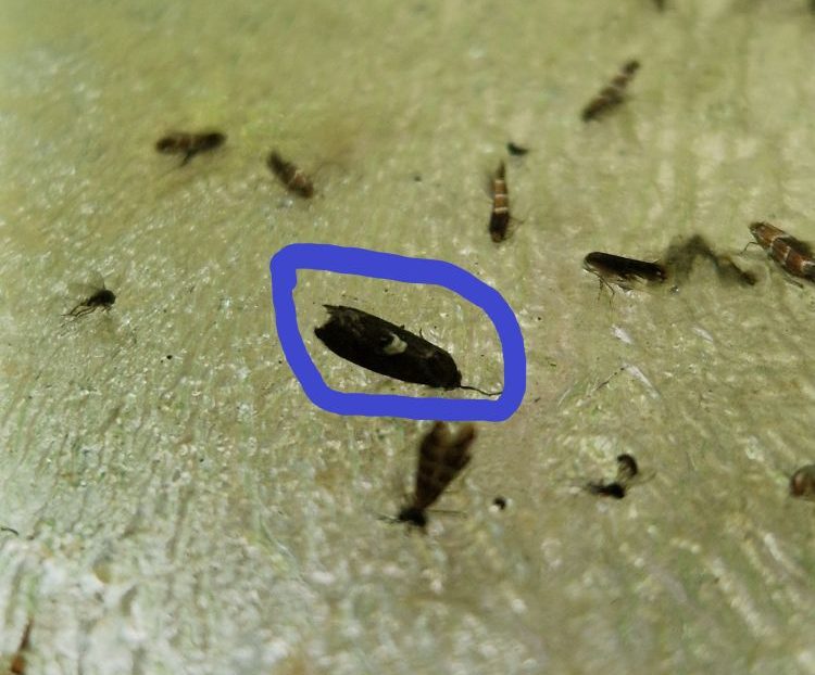 Téves fogás feromoncsapdában
