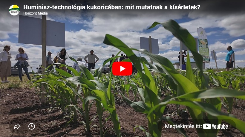 Huminisz-technológia kukoricában: mit mutatnak a kísérletek?