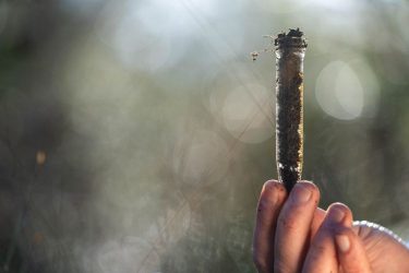 Biostimulátorok zöldségtermesztésben