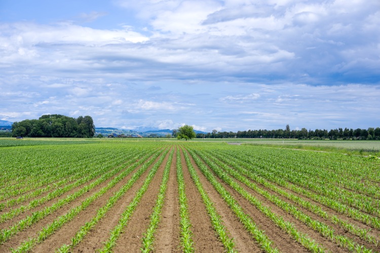 Változékony idő a földeken