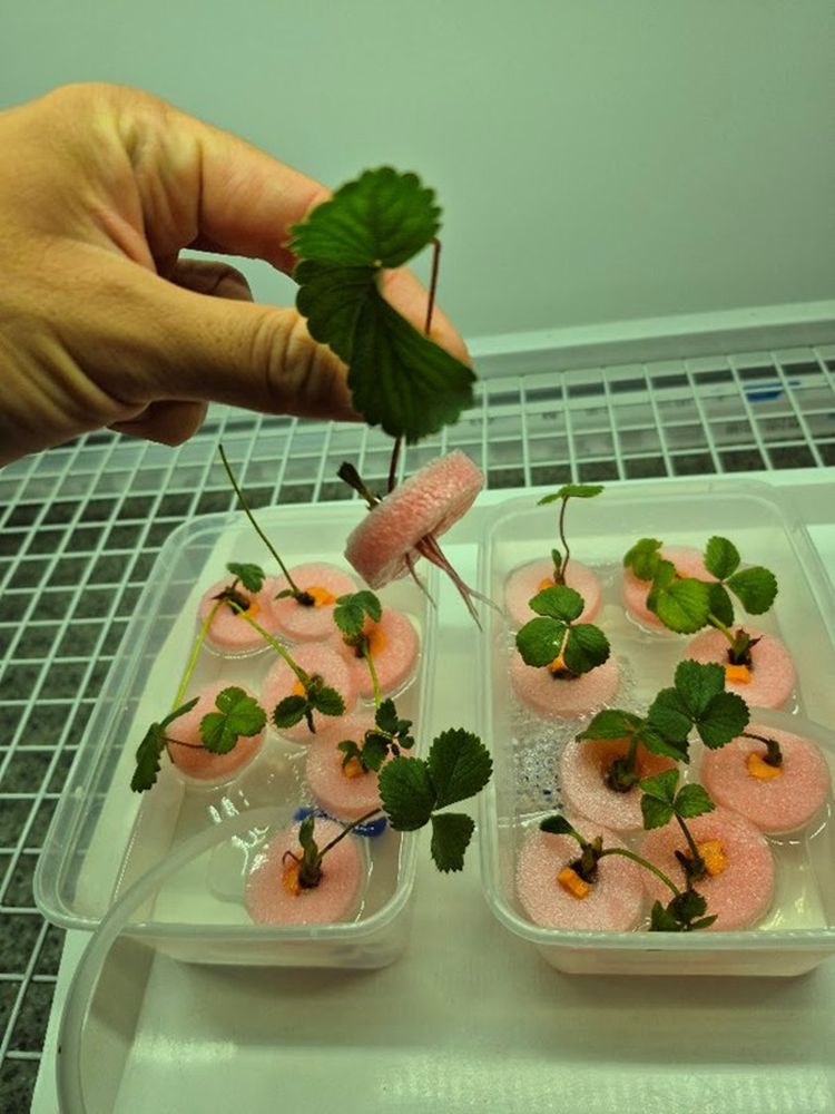 Szamóca mikroszaporítása laboratóriumban