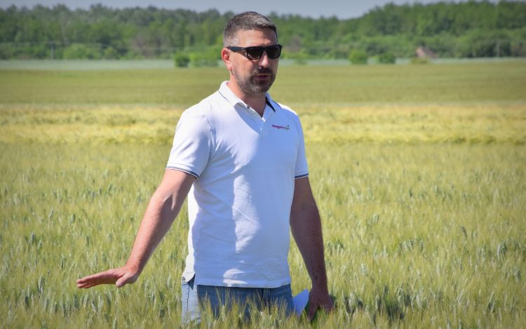 Orbán Gábor ügyvezető igazgató a Hungaria Agro Kft. szántóföldi fajtabemutatóján