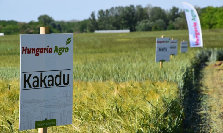 Hungaria Agro kalászos-fajtabemutató Bácsalmáson